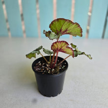 Load image into Gallery viewer, #RA17 Begonia Unknown
