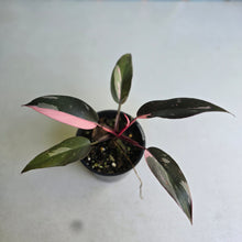 Load image into Gallery viewer, #R91 Philodendron Pink Princess