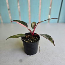 Load image into Gallery viewer, #R91 Philodendron Pink Princess
