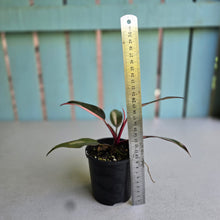 Load image into Gallery viewer, #R91 Philodendron Pink Princess