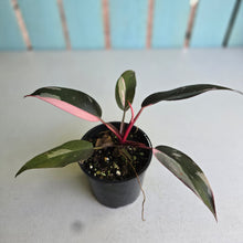 Load image into Gallery viewer, #R91 Philodendron Pink Princess