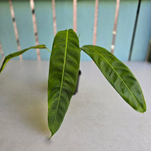Load image into Gallery viewer, #R4 Philodendron Patriciae