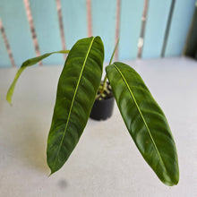 Load image into Gallery viewer, #R4 Philodendron Patriciae