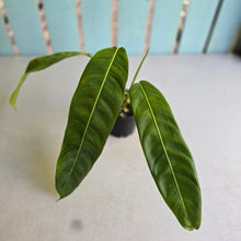 Load image into Gallery viewer, #R4 Philodendron Patriciae