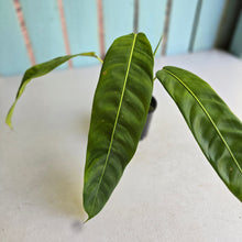 Load image into Gallery viewer, #R4 Philodendron Patriciae