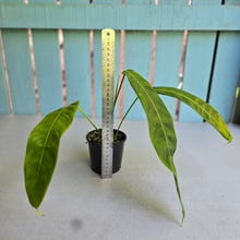 Load image into Gallery viewer, #R4 Philodendron Patriciae