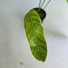 Load image into Gallery viewer, #R4 Philodendron Patriciae