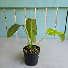 Load image into Gallery viewer, #R4 Philodendron Patriciae