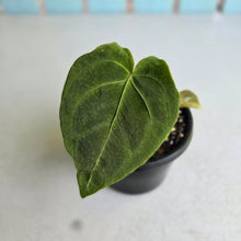Load image into Gallery viewer, #J1 Anthurium NOID