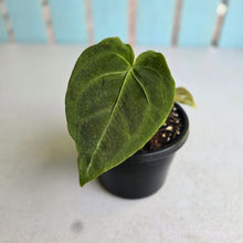 Load image into Gallery viewer, #J1 Anthurium NOID