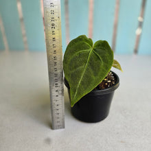 Load image into Gallery viewer, #J1 Anthurium NOID