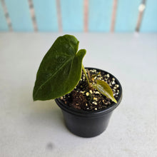 Load image into Gallery viewer, #J1 Anthurium NOID
