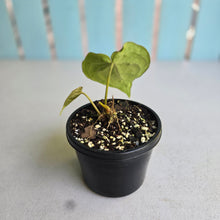 Load image into Gallery viewer, #J1 Anthurium NOID