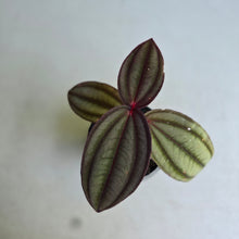 Load image into Gallery viewer, #G5 Medinilla Gregori Hambali