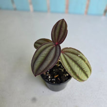 Load image into Gallery viewer, #G5 Medinilla Gregori Hambali