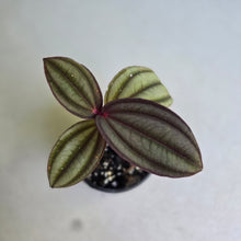 Load image into Gallery viewer, #G5 Medinilla Gregori Hambali