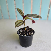 Load image into Gallery viewer, #G5 Medinilla Gregori Hambali