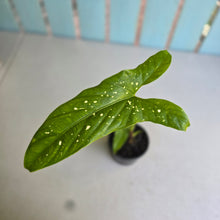 Load image into Gallery viewer, #78 Alocasia Aequiloba