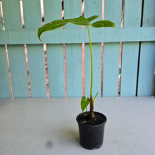 Load image into Gallery viewer, #78 Alocasia Aequiloba
