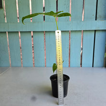 Load image into Gallery viewer, #78 Alocasia Aequiloba