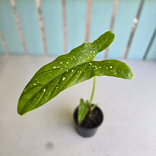 Load image into Gallery viewer, #78 Alocasia Aequiloba