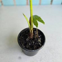 Load image into Gallery viewer, #78 Alocasia Aequiloba