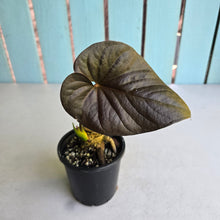 Load image into Gallery viewer, #H341 Anthurium Moodeanum / Red Beauty
