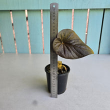 Load image into Gallery viewer, #H341 Anthurium Moodeanum / Red Beauty
