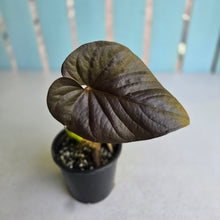 Load image into Gallery viewer, #H341 Anthurium Moodeanum / Red Beauty