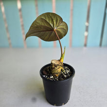 Load image into Gallery viewer, #H341 Anthurium Moodeanum / Red Beauty