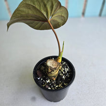 Load image into Gallery viewer, #H341 Anthurium Moodeanum / Red Beauty