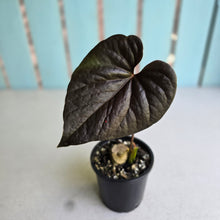Load image into Gallery viewer, #J781 Anthurium Moodeanum / Red Beauty