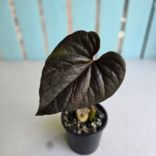 Load image into Gallery viewer, #J781 Anthurium Moodeanum / Red Beauty