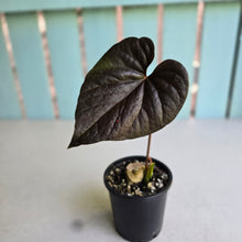 Load image into Gallery viewer, #J781 Anthurium Moodeanum / Red Beauty