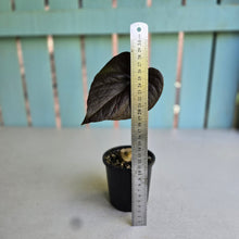 Load image into Gallery viewer, #J781 Anthurium Moodeanum / Red Beauty