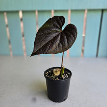 Load image into Gallery viewer, #J781 Anthurium Moodeanum / Red Beauty