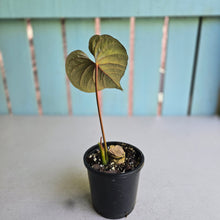Load image into Gallery viewer, #J781 Anthurium Moodeanum / Red Beauty