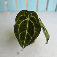 Load image into Gallery viewer, #992 Pink Sinus Anthurium Forgetii x