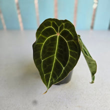 Load image into Gallery viewer, #992 Pink Sinus Anthurium Forgetii x