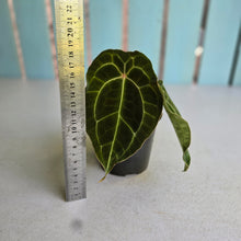 Load image into Gallery viewer, #992 Pink Sinus Anthurium Forgetii x