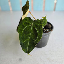 Load image into Gallery viewer, #992 Pink Sinus Anthurium Forgetii x