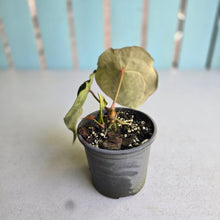 Load image into Gallery viewer, #992 Pink Sinus Anthurium Forgetii x