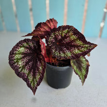 Load image into Gallery viewer, #J554 Begonia Unknown
