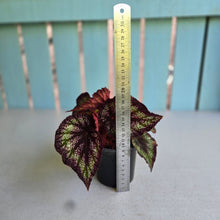 Load image into Gallery viewer, #J554 Begonia Unknown
