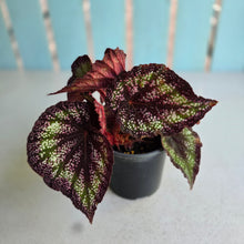 Load image into Gallery viewer, #J554 Begonia Unknown
