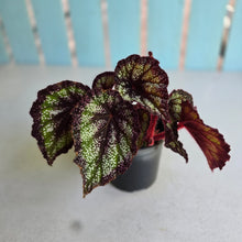 Load image into Gallery viewer, #J554 Begonia Unknown