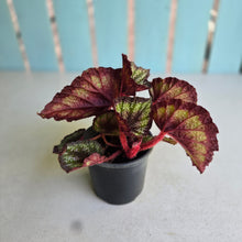 Load image into Gallery viewer, #J554 Begonia Unknown