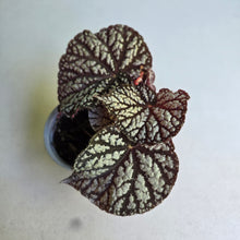 Load image into Gallery viewer, #238 Begonia Unknown