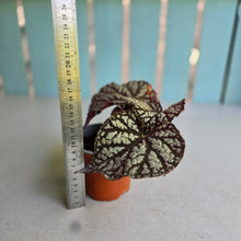 Load image into Gallery viewer, #238 Begonia Unknown