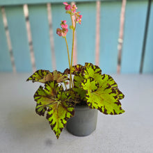 Load image into Gallery viewer, #B89 Begonia Unknown